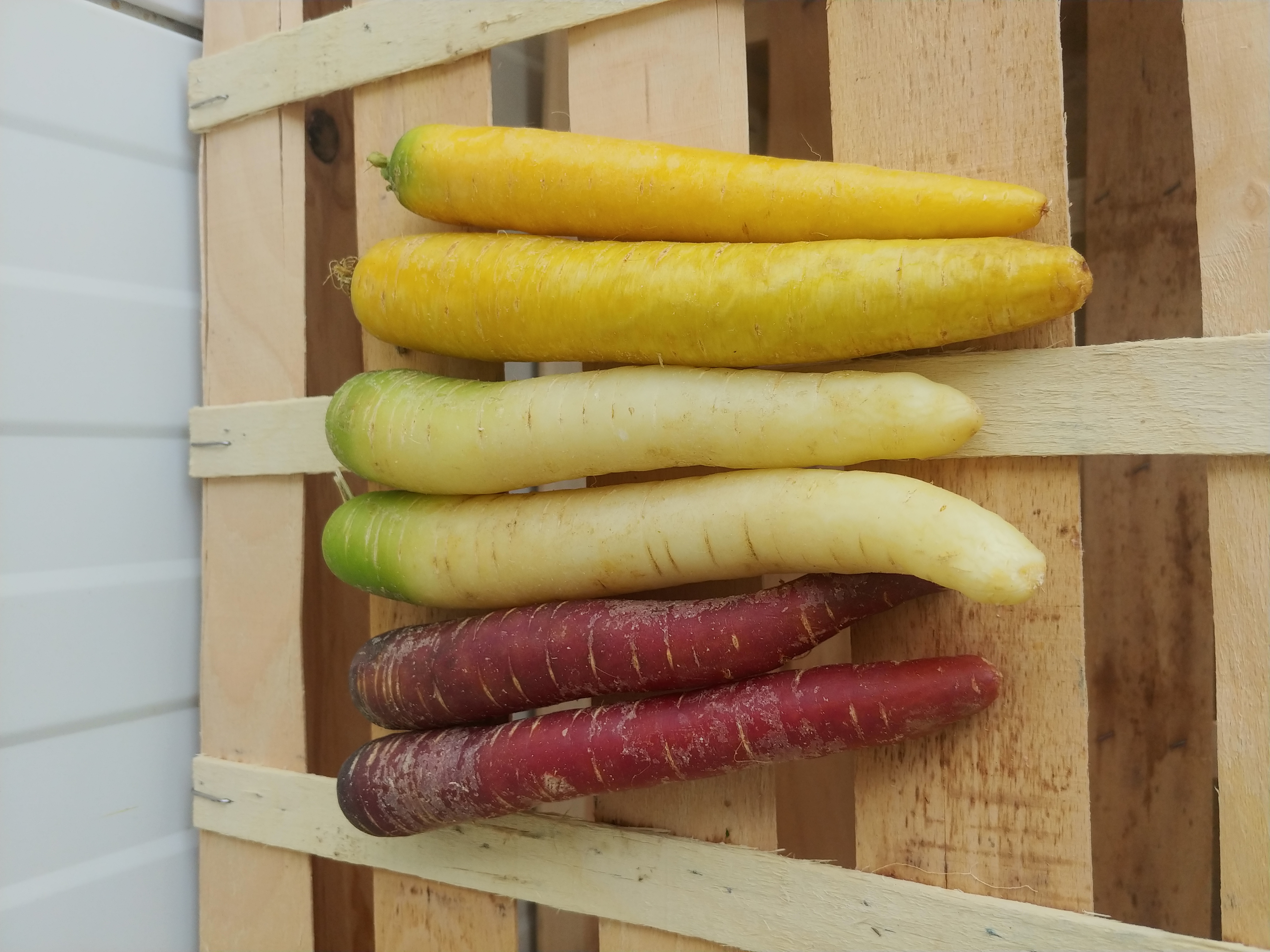 Carottes de couleurs