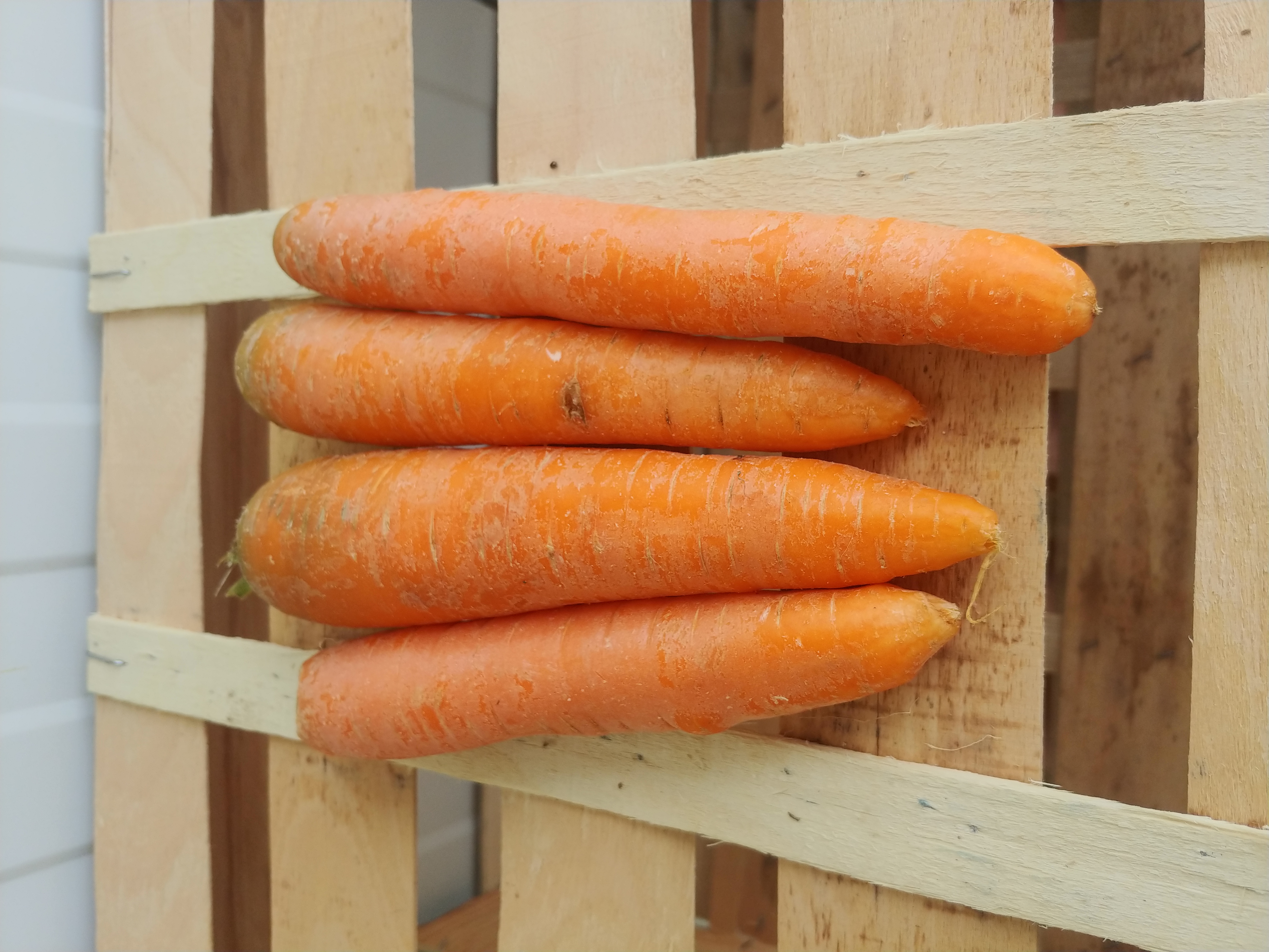 Carottes orange